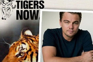 Леонардо ді капріо сприяв збільшенню населення диких тигрів Леонардо ді капріо сприяв збільшенню населення диких тигрів