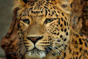 Леопард, або бари, або пантера Леопард, або бари, або пантера