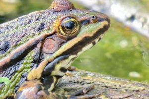 Леопард жаб. Фото, догляд та вміст Леопард жаб. Фото, догляд та вміст