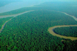 Ліс amazonia Ліс amazonia