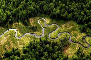 Амазонські ліси Амазонські ліси