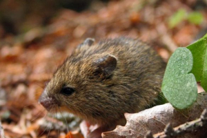 Лісовий музичний Лісовий музичний