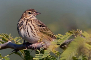 Ліс конк - не кінь взагалі, але хто є?