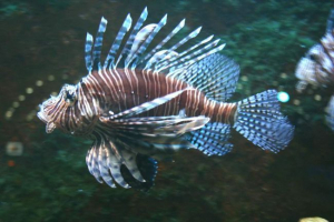 Вовча риба летить? Вовча риба летить?