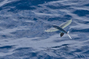 Літаюча риба: ім'я, опис, фото та відео Літаюча риба: ім'я, опис, фото та відео