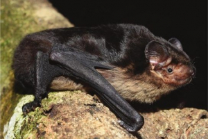 Східно Східно