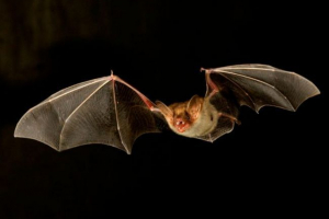 Летючі миші Летючі миші