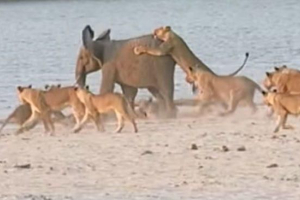 Лев проти слона, який виграє? Лев проти слона, який виграє?