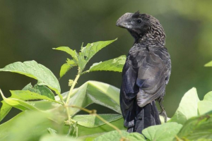 Lichinskoe ani - stink cuckoo Lichinskoe ani - stink cuckoo