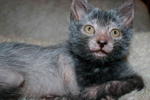 Кот породи likoes. Опис, особливості, ціна та догляд за ліками Кот породи likoes. Опис, особливості, ціна та догляд за ліками