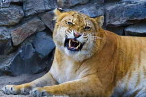 Лілігр - гібрид хижацького кота другого покоління Лілігр - гібрид хижацького кота другого покоління