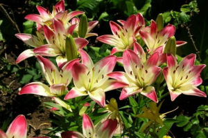 Лілія Лілія