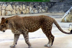 Леопард або леопард? Фото-ликард Леопард або леопард? Фото-ликард