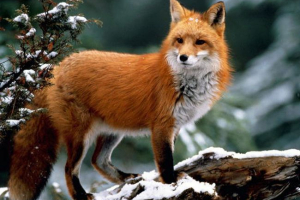 Лисиця - хитрість. Опис, фото, відео (vulpes vulpes) Лисиця - хитрість. Опис, фото, відео (vulpes vulpes)