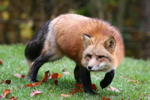 Лисиця вкрала ключі від водія від водія Лисиця вкрала ключі від водія від водія