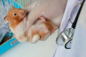 Десять до хом'яка - типів і симптомів Десять до хом'яка - типів і симптомів