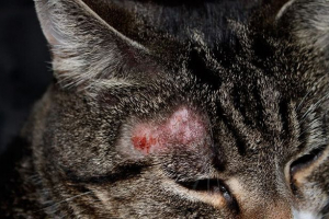 Delive до кішок: симптоматика, діагностика та лікування Delive до кішок: симптоматика, діагностика та лікування