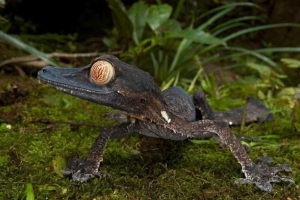 Lishawn madagascar gecko - loves of terrarians