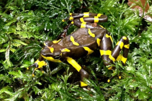 Жаба арлекін - вимерлий вид на амфібію Жаба арлекін - вимерлий вид на амфібію