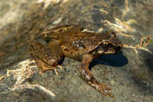 Жаба стійка Жаба стійка