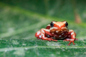 Жаба і жаба: це амфібія або рептилії? Жаба і жаба: це амфібія або рептилії?