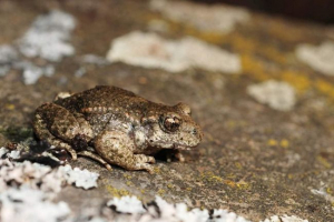 Frog-filing - історія незвичайного імені