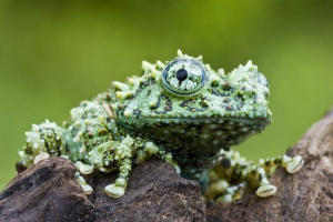 Жаби дітей телообразуей, або війни вітає Жаби дітей телообразуей, або війни вітає