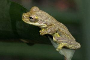 Жаби - вигляд і опис Жаби - вигляд і опис