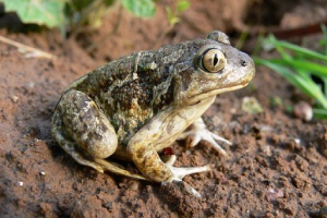 Звичайний часник Звичайний часник