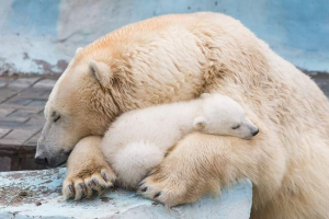 Loveman of internet став крихітним білим ведмедям Loveman of internet став крихітним білим ведмедям