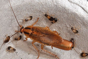 Люди мають загальний предк з тарганами Люди мають загальний предк з тарганами