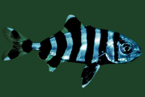 Лотсман - вірні супутникові акули та кораблі Лотсман - вірні супутникові акули та кораблі