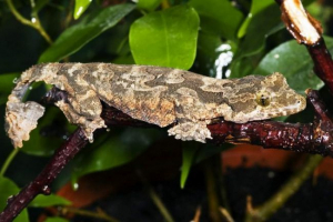 Vopastehydreated gecko - flying reptile Vopastehydreated gecko - flying reptile