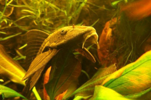 Loricaria звичайна: фото Loricaria звичайна: фото
