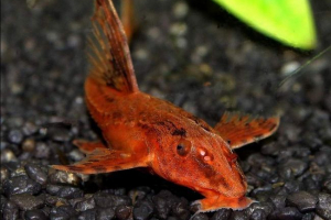 Лорикарія перуанська Лорикарія перуанська