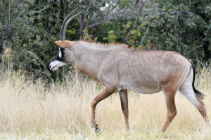 Horseponee antilop Horseponee antilop