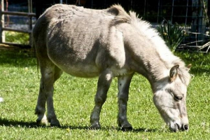 Hostekov - гібридна осліца і жеребця Hostekov - гібридна осліца і жеребця