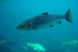 Лосось риби - фото та назви Лосось риби - фото та назви