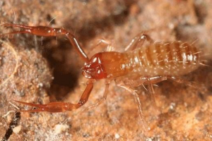 False corpion (фладскація)