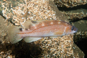 Розваги губань: фотографії, цікаві факти про рибу Розваги губань: фотографії, цікаві факти про рибу