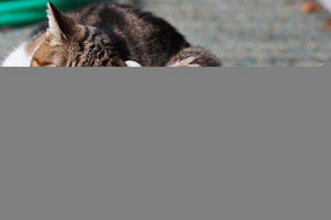 Кращі препарати для лікування бліх у кішок Кращі препарати для лікування бліх у кішок