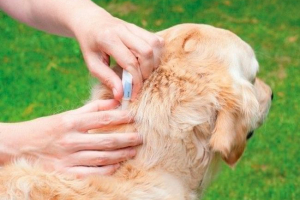 Кращі препарати від собак кліщів Кращі препарати від собак кліщів