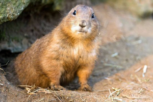 Луговий собака Луговий собака