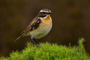 Луг чекан - співає мухоловка