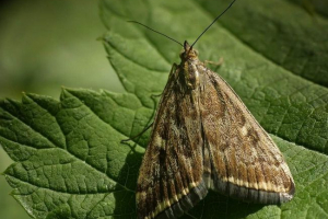 Луговий моль або метельца Луговий моль або метельца