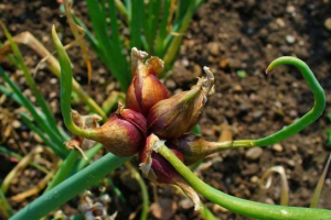 Цибуля Цибуля