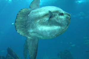 Moon-fish або mall-mall Moon-fish або mall-mall