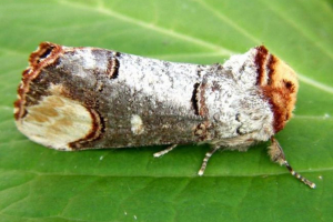 Срібний добре: фото метелик Срібний добре: фото метелик