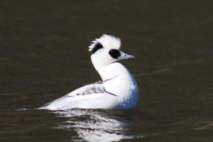 Луток - що таке птах? Луток - що таке птах?