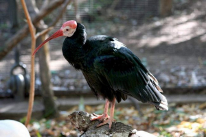 Лисий ibisa - пальці зору птахів Лисий ibisa - пальці зору птахів